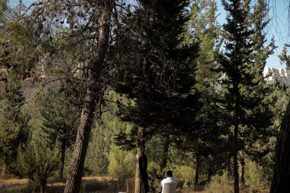 יער סנהדריה