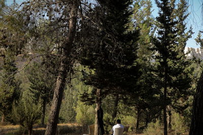 יער סנהדריה