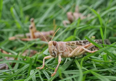 איפה בעולם יש פעם בשנתיים מכת ארבה?