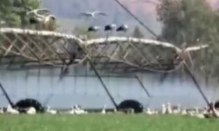 החסידות באגמון החולה