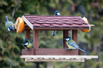 כך תזמנו ציפורים אליכם הביתה • ספיישל