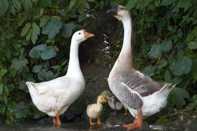 חיות השדה: כלב שמירה מהסוג שלא הכרתם • צפו