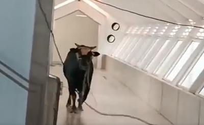 שור זועם השתולל בתוך סניף בנק בעיר לוד