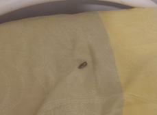 נס: האם נכנסה לחדר - ומצאה קליע על מיטת הילד