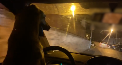 הסרטון מהרכב חשף: הנהג - כלב • צפו