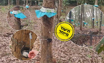 הגומי גדל על העצים