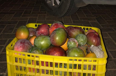 הגנבים נתפסו "על חם" עם 30 קילו מנגו גנובים ברכבם