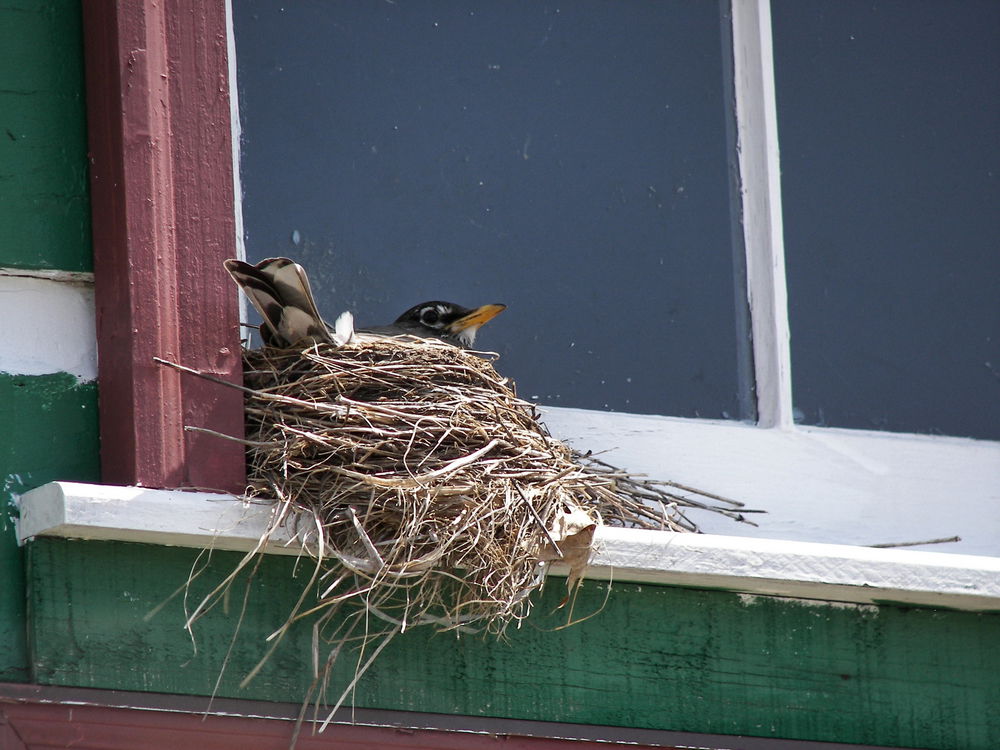 'שילוח הקן': ניצול הזדמנות אבל לא ציד