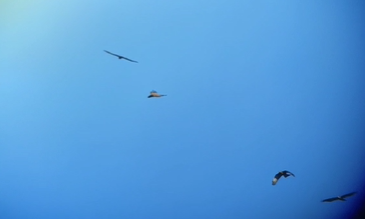 נפלאות הבריאה: שיא נדידת איות הצרעים בישראל • צפו