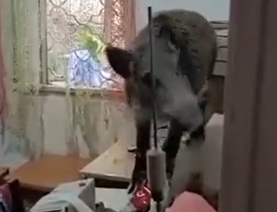 החזיר בתוך הבית