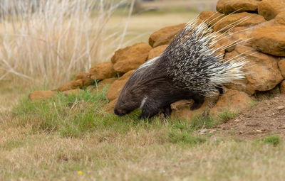 האם דורבן יורה את הקוצים שלו? נשמח לנפץ לכם מיתוס