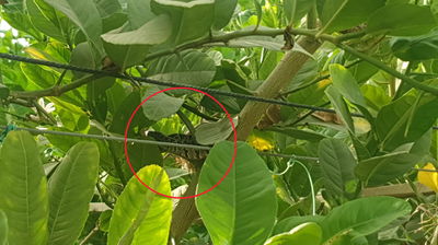 לכידת הנחש בפרדס האתרוגים