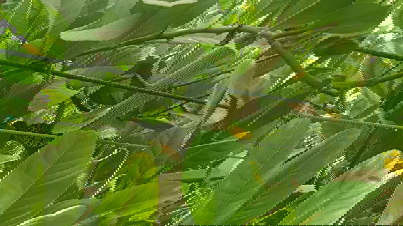 פחד בפרדס האתרוגים: נחש צפע על אחד הענפים