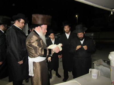 הרבי חילק עוגת דבש: תשליך וכפרות בקרעטשניף קרית גת