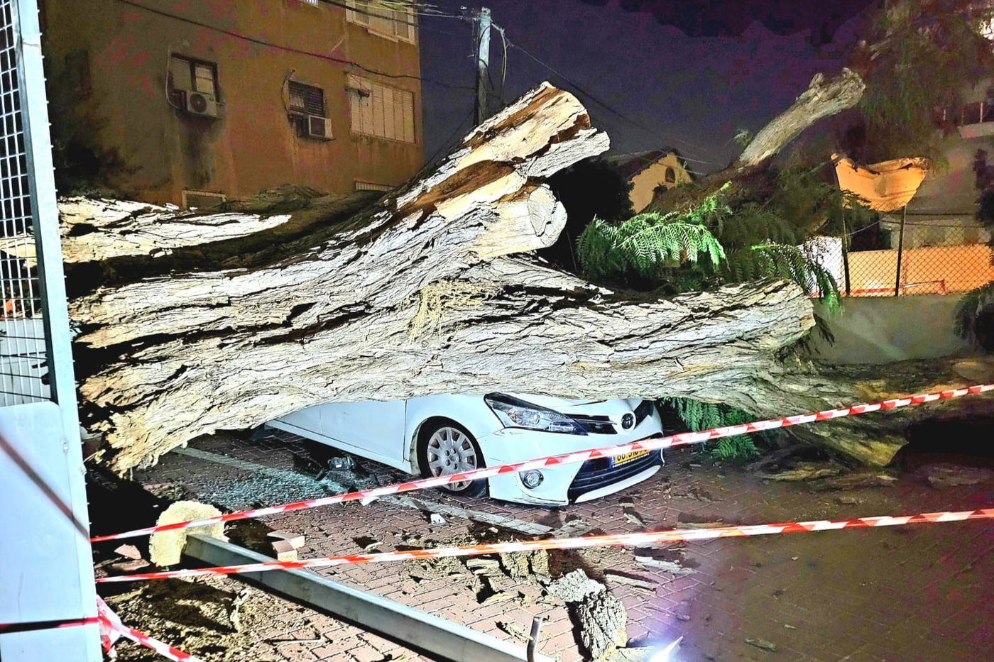 העץ שקרס על הרכב שנמעך