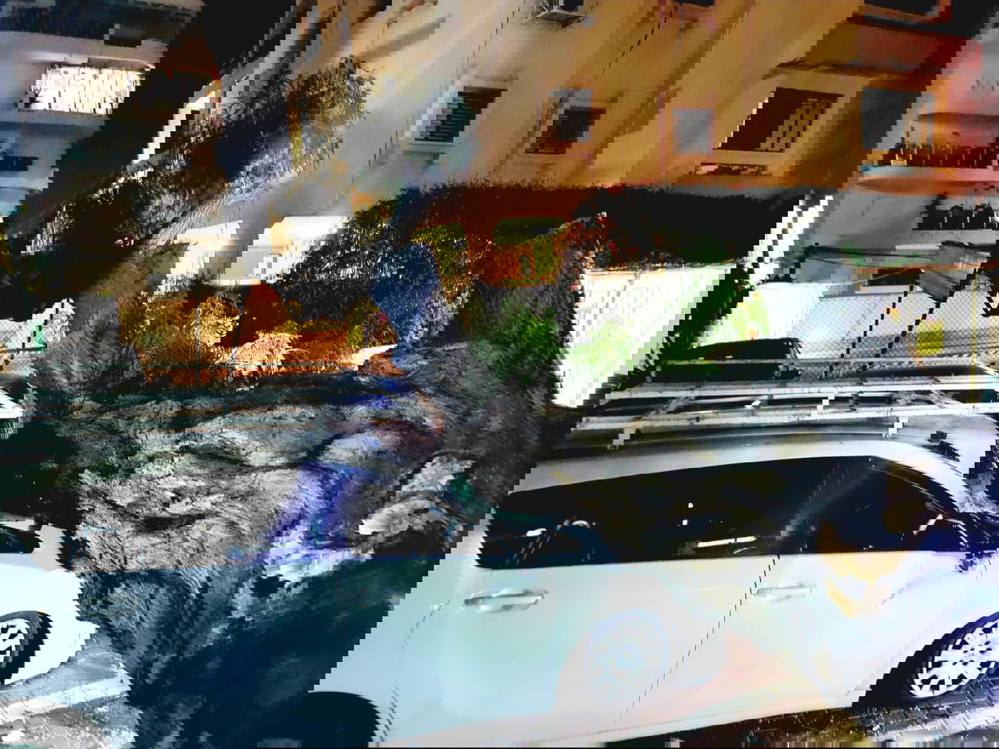 העץ על הרכב