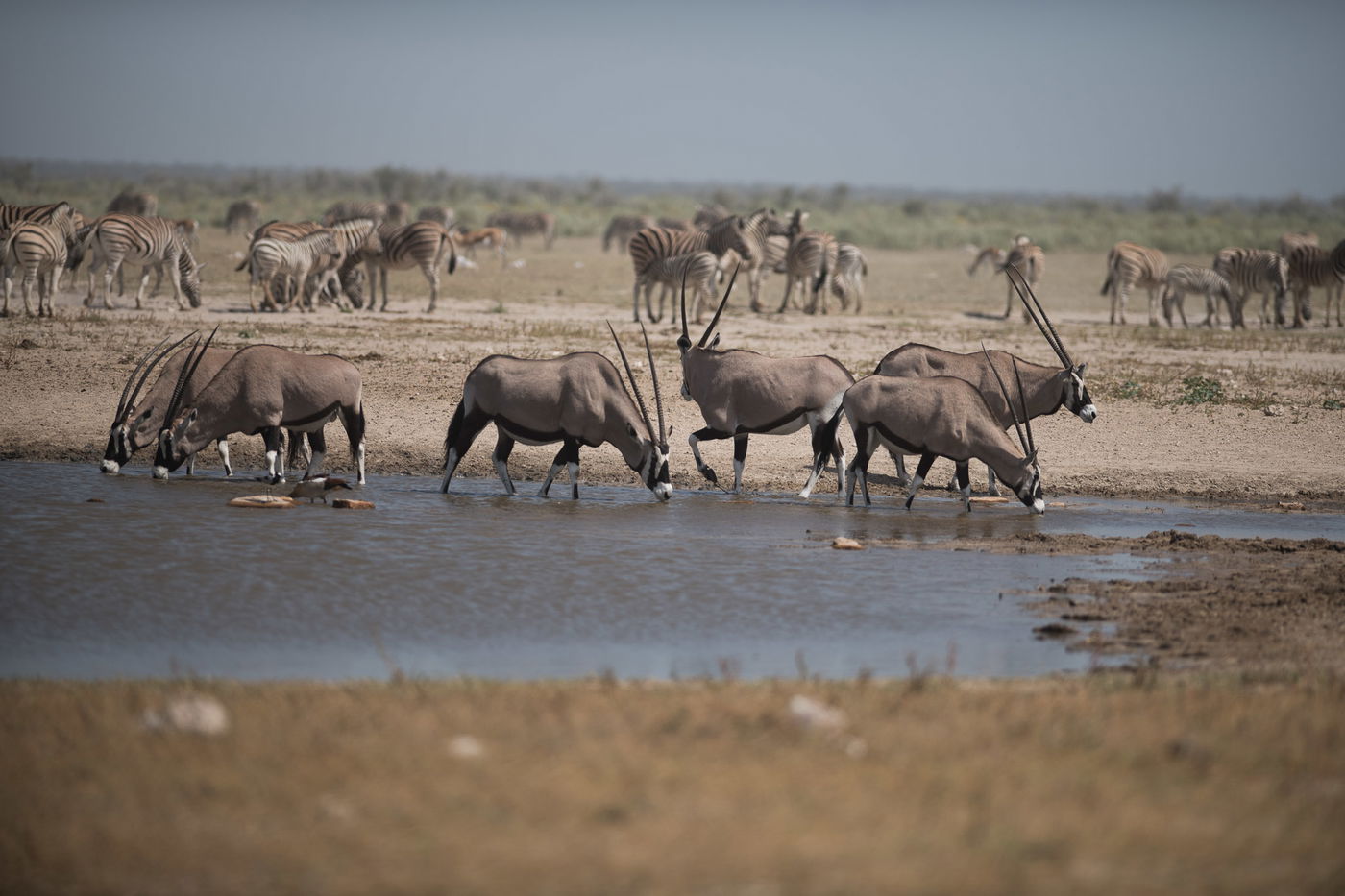 הצלם מאיר אלפסי ביקר בארץ החולות האדומים; כך זה נראה