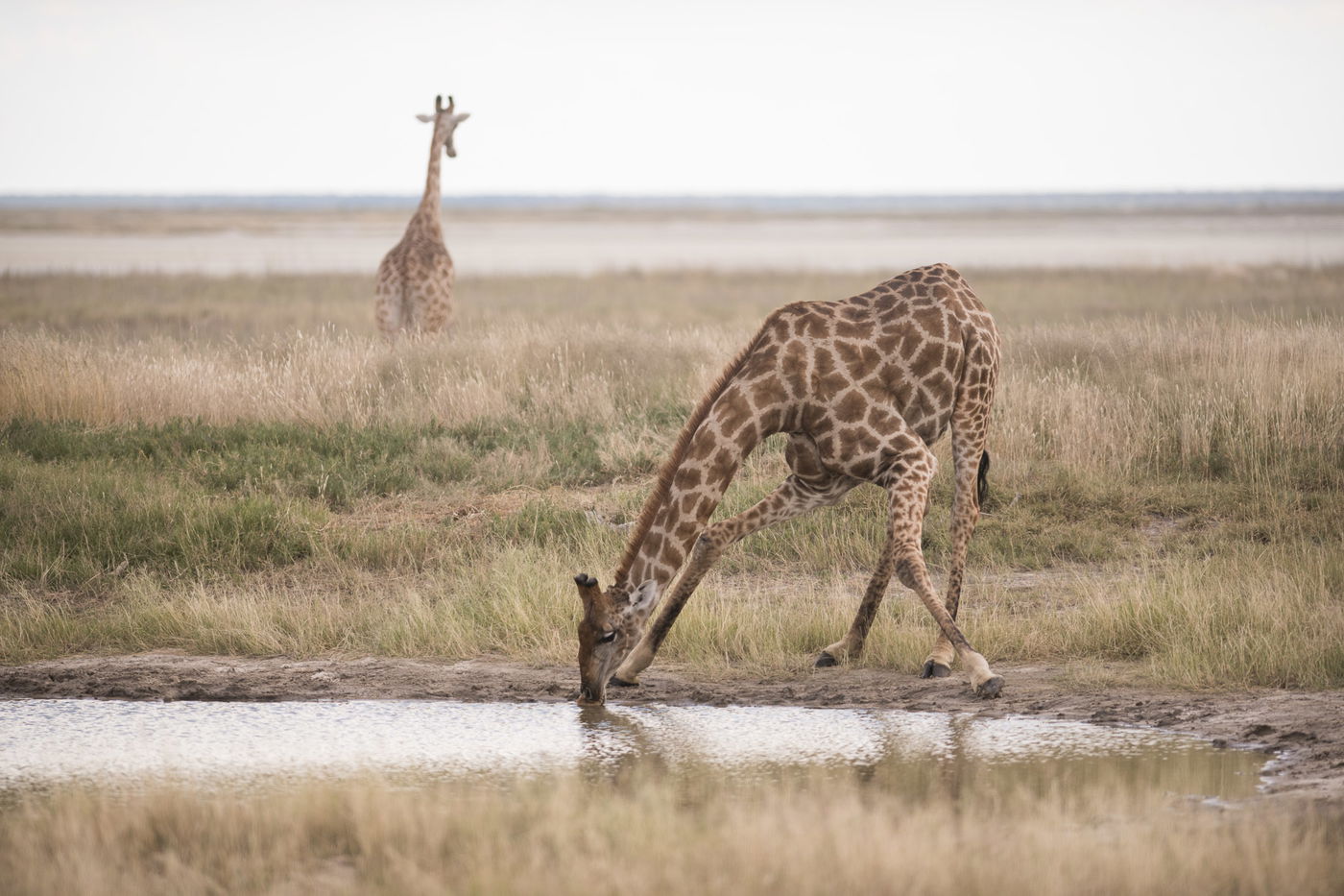 הצלם מאיר אלפסי ביקר בארץ החולות האדומים; כך זה נראה