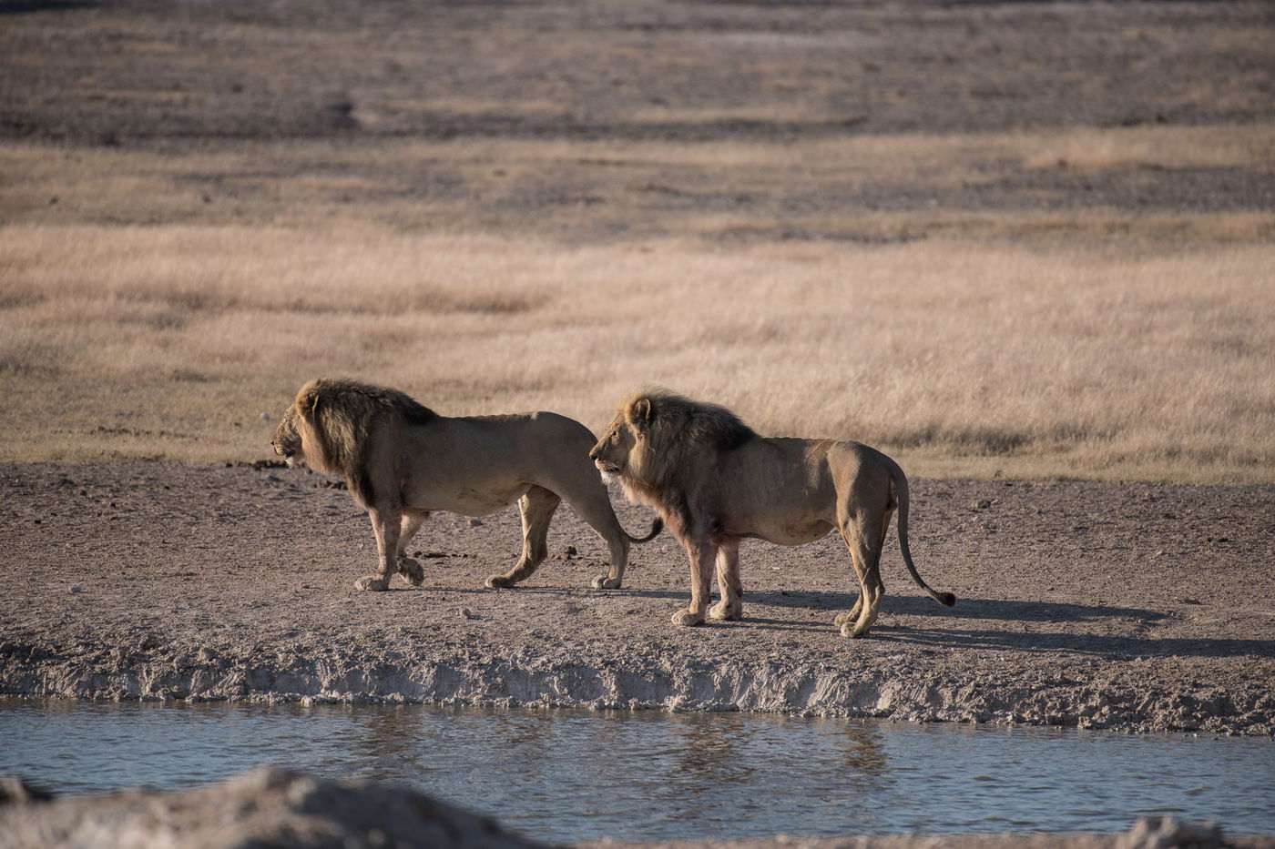 הצלם מאיר אלפסי ביקר בארץ החולות האדומים; כך זה נראה