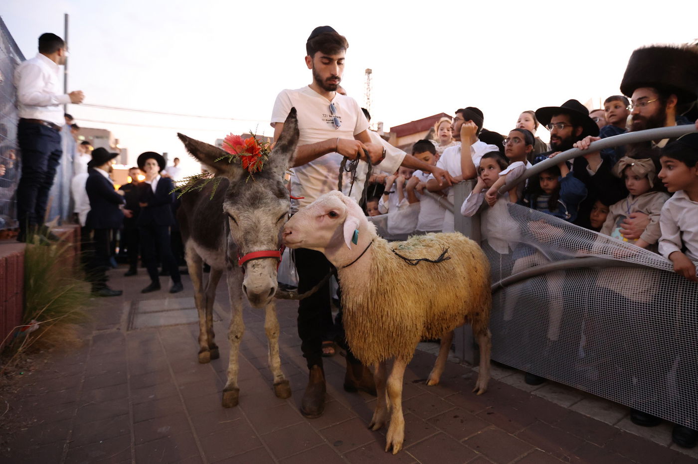 המונים במעמד פדיון פטר חמור בבני ברק | תיעוד