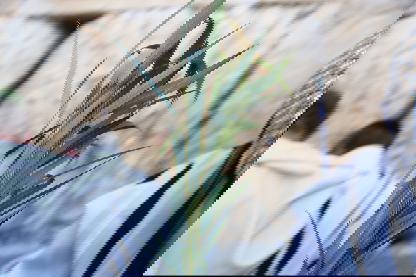 אלפים בליל הושענא רבא ברחבת הכותל המערבי