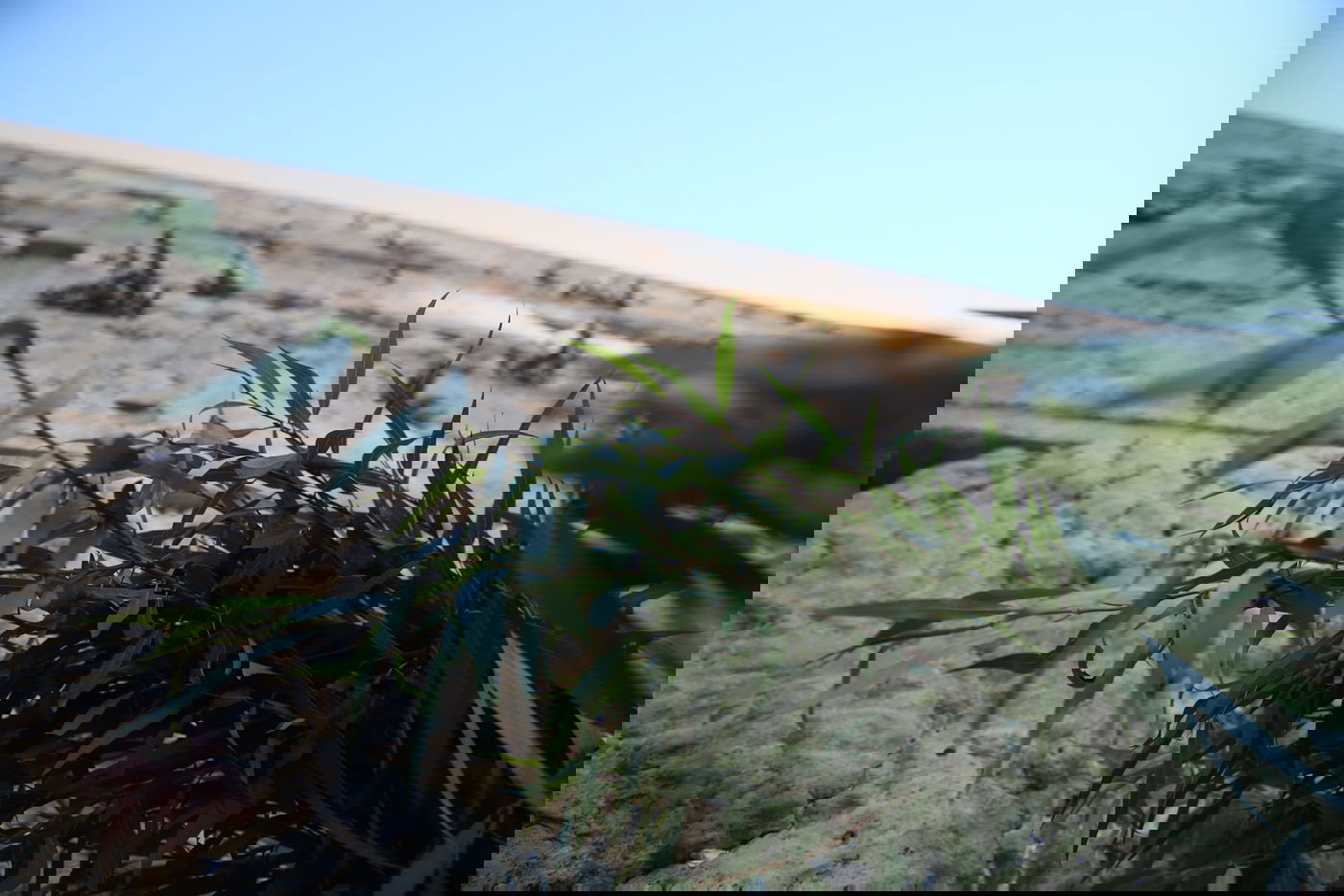 אלפים בליל הושענא רבא ברחבת הכותל המערבי