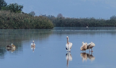 טיול דרך עדשת המצלמה לאגמון החולה הקסום