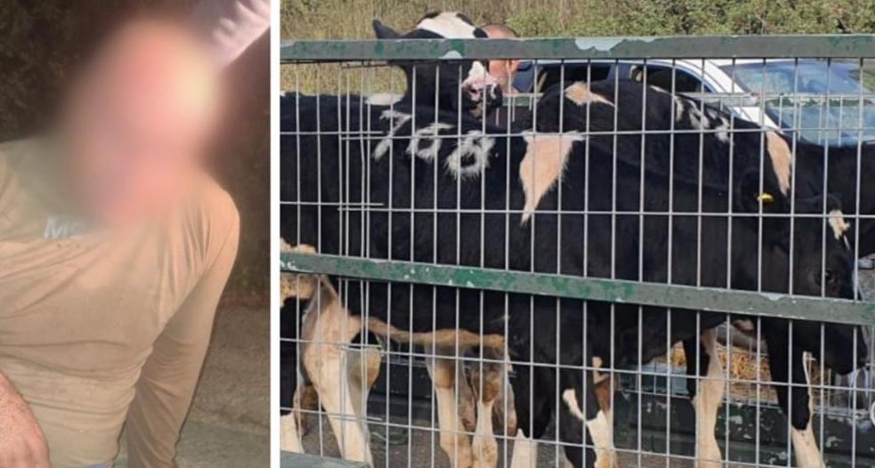 תיעוד: בלשים תפסו "על חם" חשוד בגניבת עגלים וכלי רכב