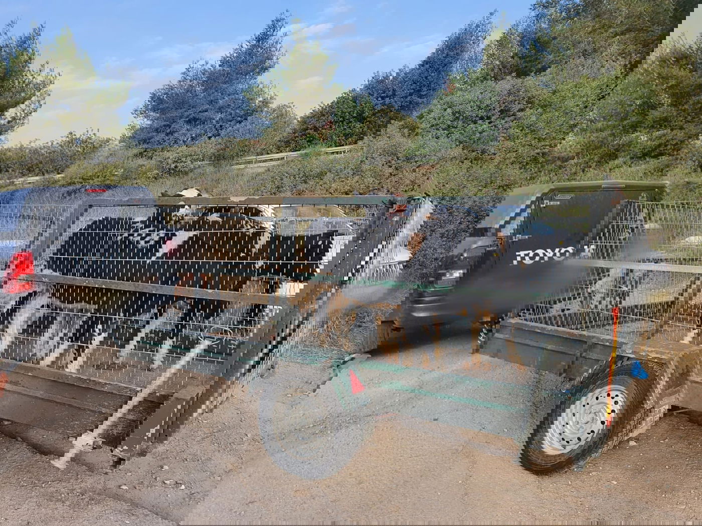 תיעוד: בלשים תפסו "על חם" חשוד בגניבת עגלים וכלי רכב