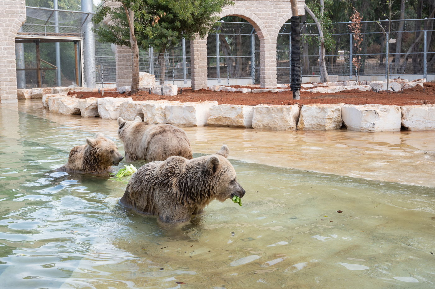 "הדובים בספארי מרוצים" • צפו במתחם החדש שהוענק להם