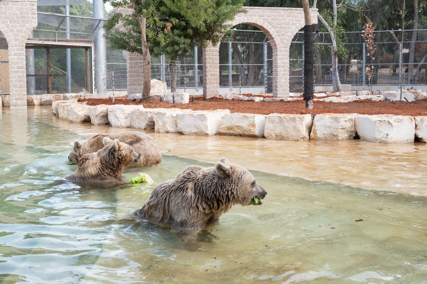 "הדובים בספארי מרוצים" • צפו במתחם החדש שהוענק להם