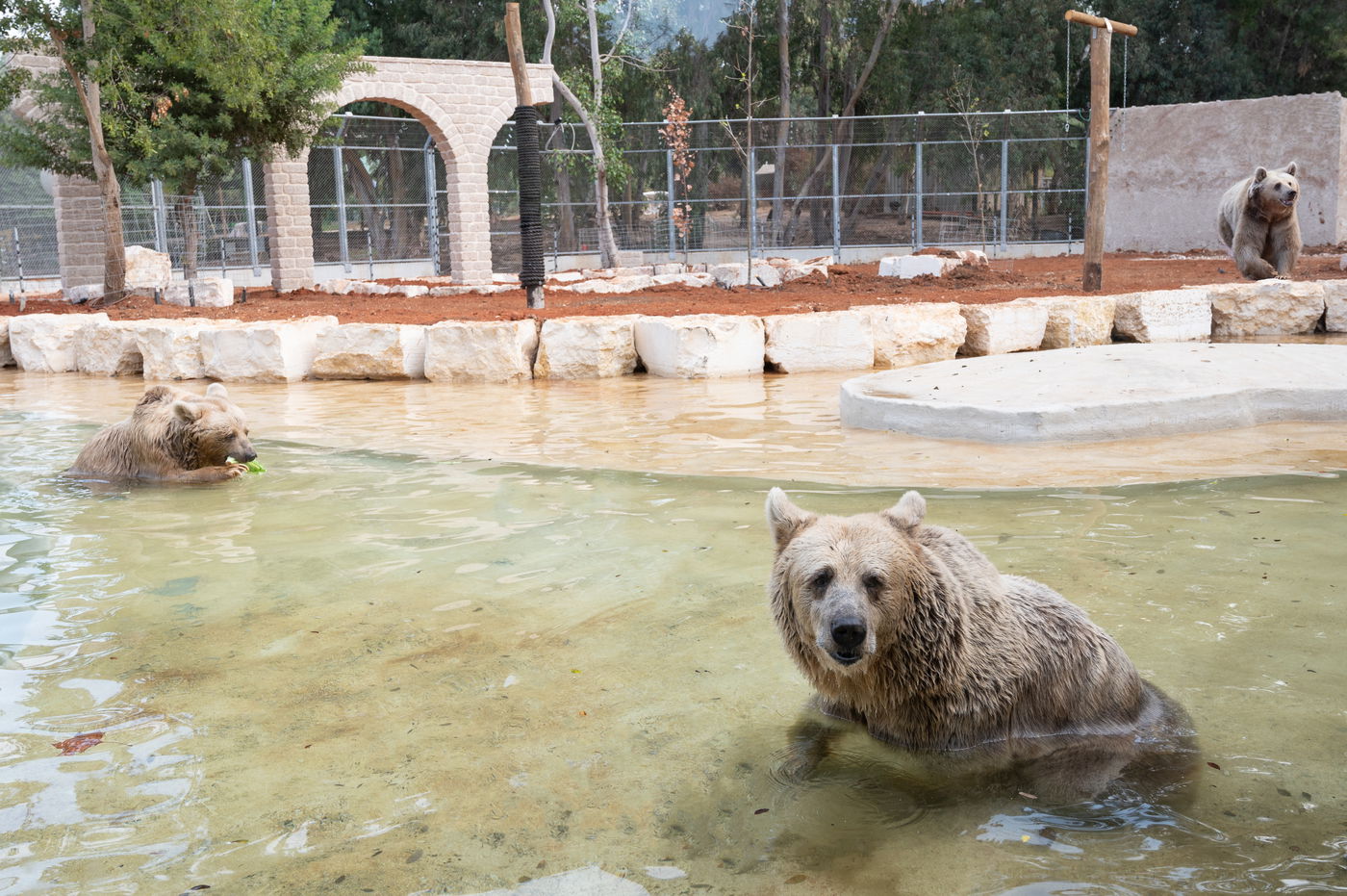 "הדובים בספארי מרוצים" • צפו במתחם החדש שהוענק להם