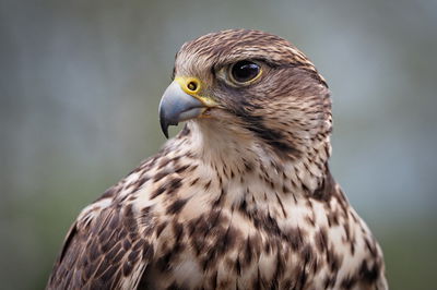 הוא נחשב כעוף הטורף המהיר ביותר • הכירו את ה 'בז'