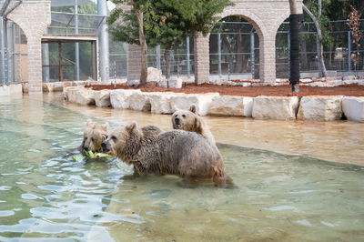 הדובים במתחם החדש