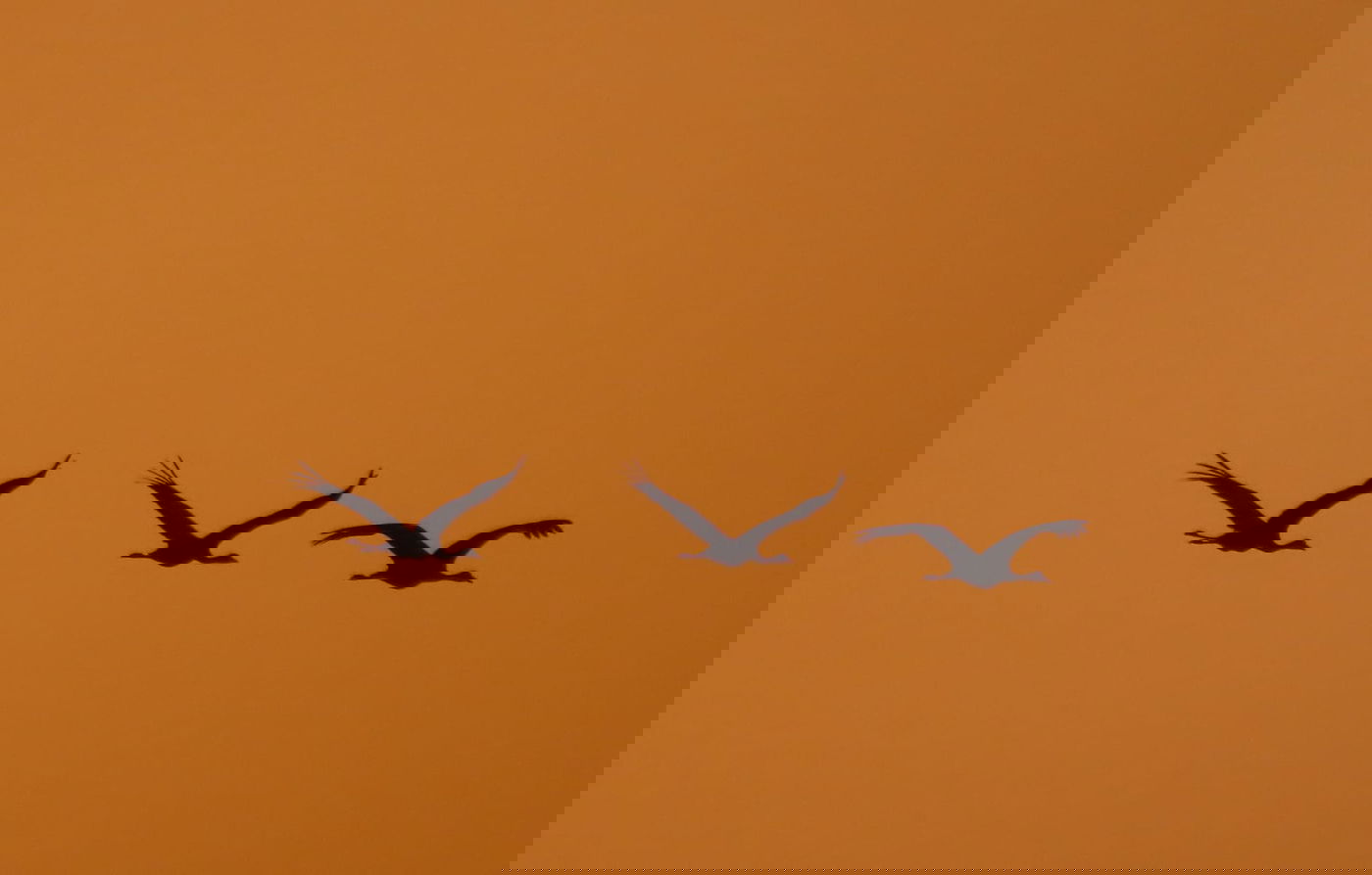 בוקר מרהיב באגמון החולה: 27,000 עגורים בנדידה | תיעוד