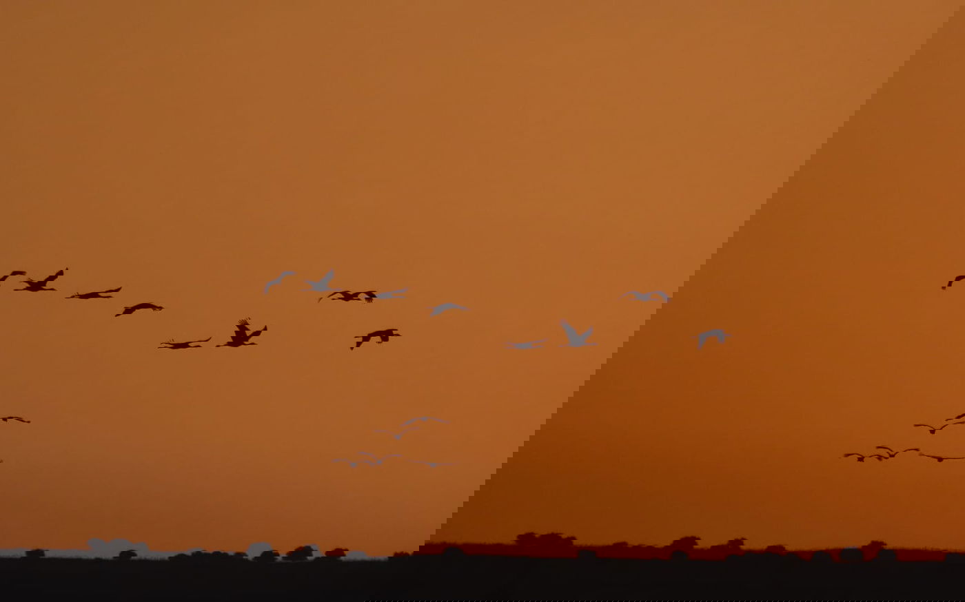 בוקר מרהיב באגמון החולה: 27,000 עגורים בנדידה | תיעוד