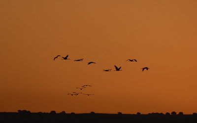 העגורים באגמון החולה