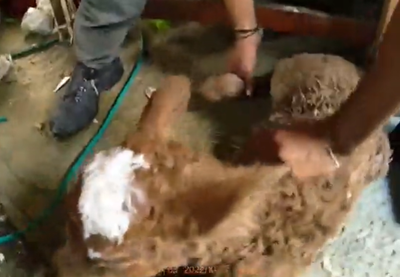 הלוחמים איתרו עגל בן יומו שנגנב באכזריות ועצרו חשודים