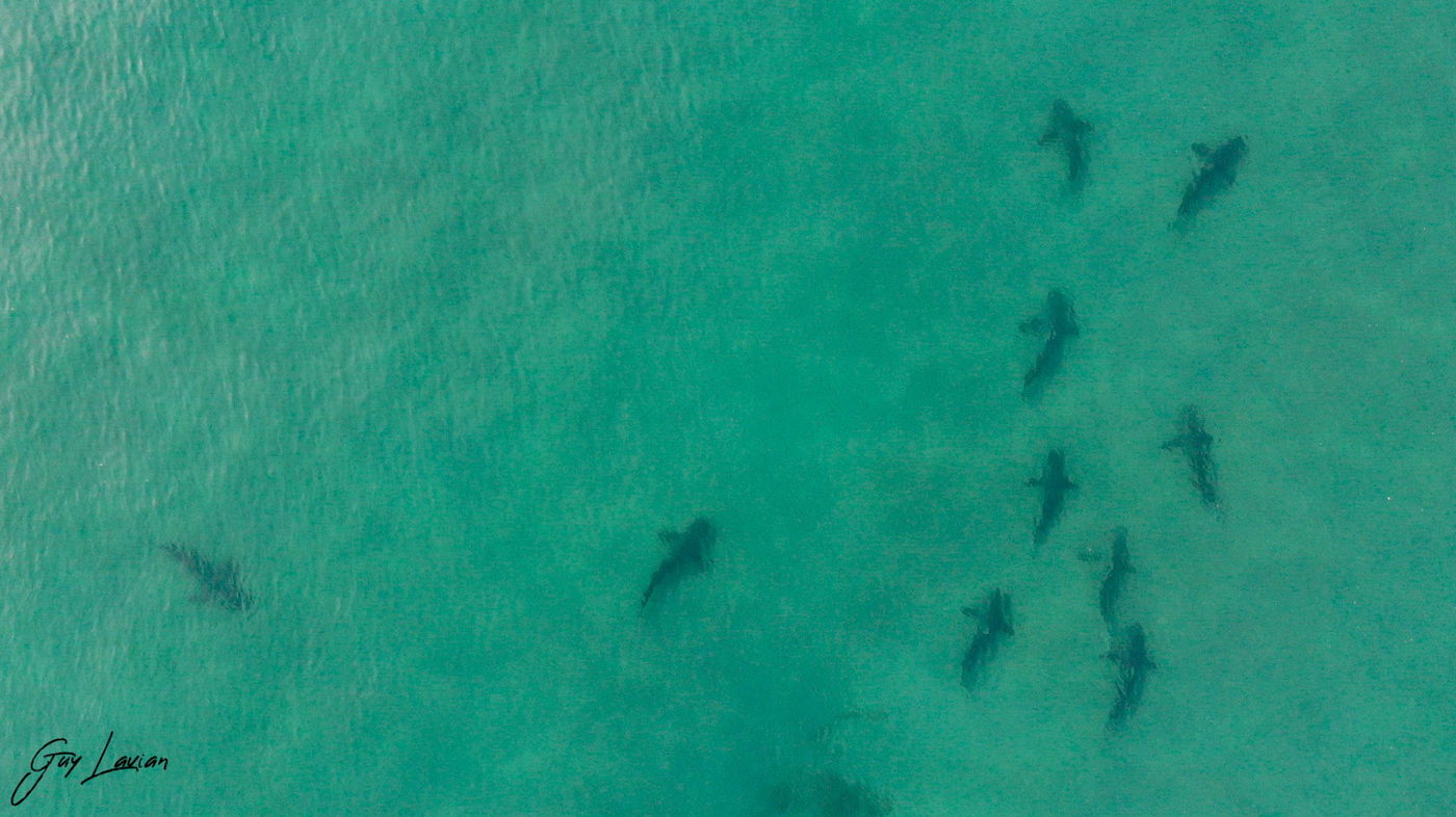 הכרישים הגיעו לחדרה: ברשות הטבע והגנים מזהירים