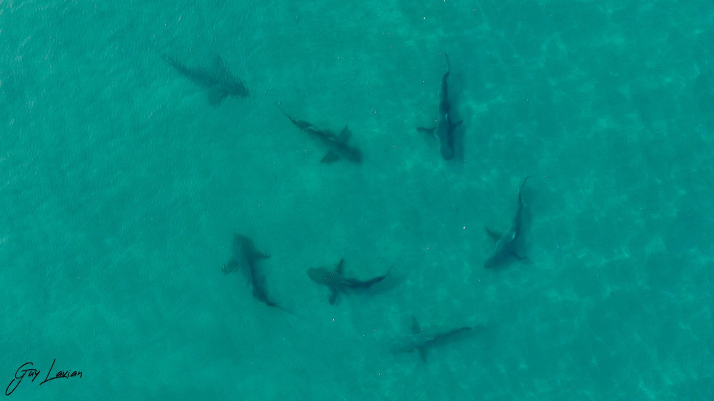 הכרישים הגיעו לחדרה: ברשות הטבע והגנים מזהירים
