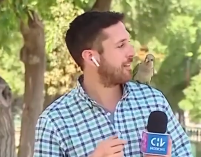 התוכי גנב לכתב החדשות את האוזנייה בשידור חי • תיעוד