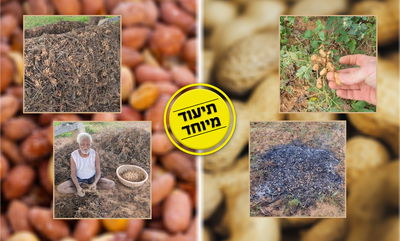 אוהבים בוטנים? לא תאמינו איך הם גדלים • צפו