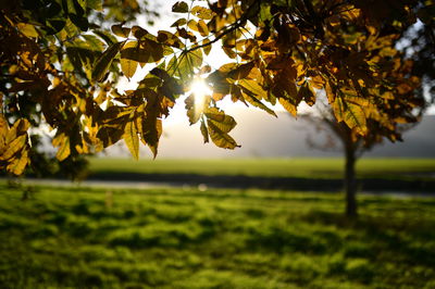 טרקטורון רחיפה נתקע בעץ באגמון החולה; הרוכב חולץ