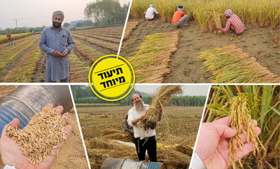 אוהבים אורז? בואו לגלות איך מגדלים אותו בהודו • צפו