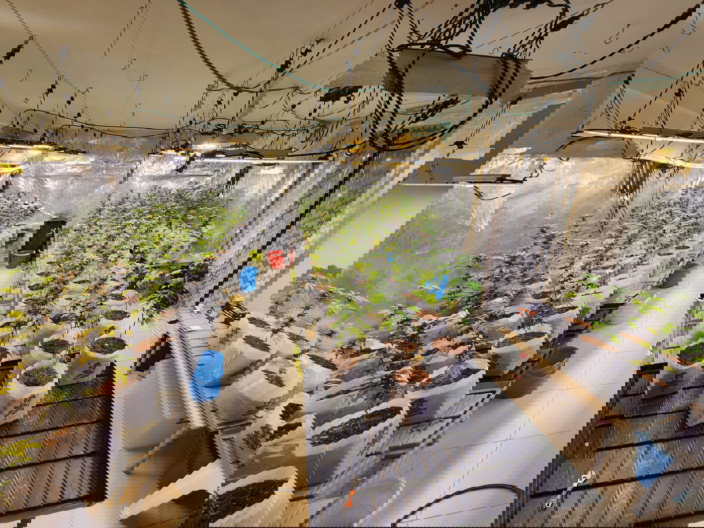 נתפסה מעבדת סמים ענקית בדירה בראשון לציון