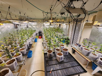 נתפסה מעבדת סמים ענקית בדירה בראשון לציון