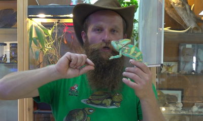 תכירו את הזיקית שבאה אלינו מתימן • תוכנית חיות השדה