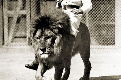 רכיבה על אריה