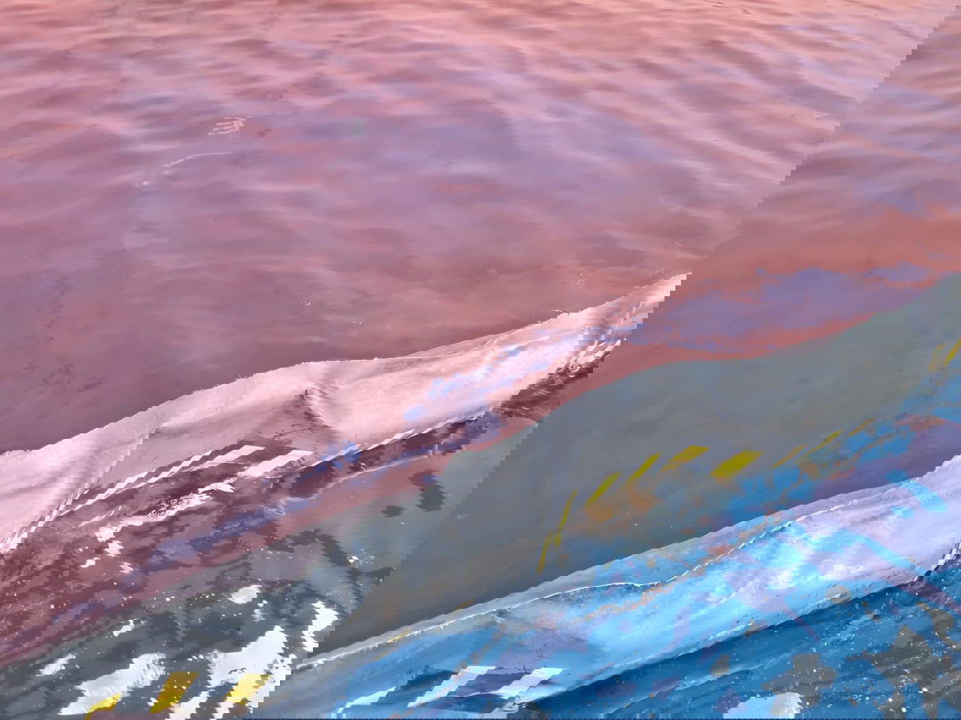 דליפת דלק ממכלית עוגנת במסוף קצא"א במפרץ אילת