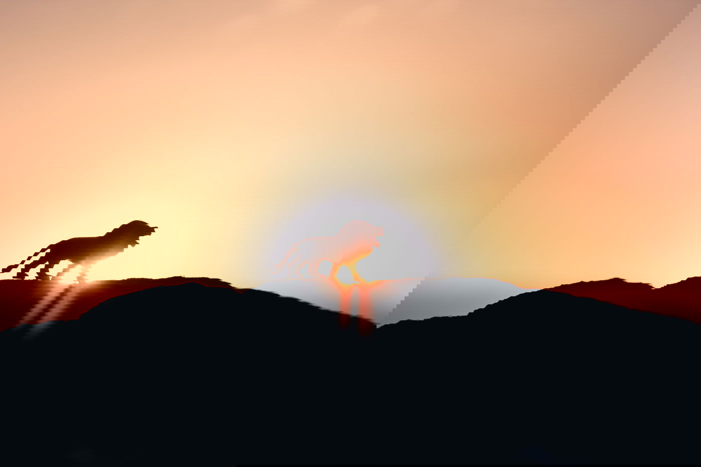 הרב שפקפק בנס הרכיבה על האריה - היה קשור להשכלה?